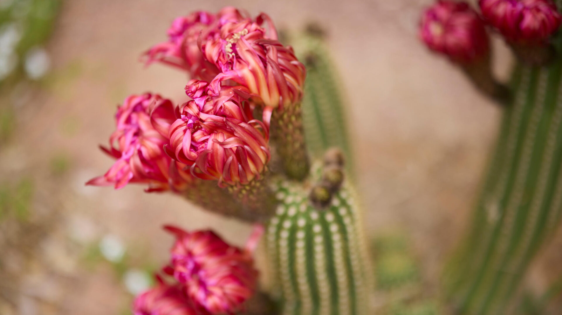 Cactus flower